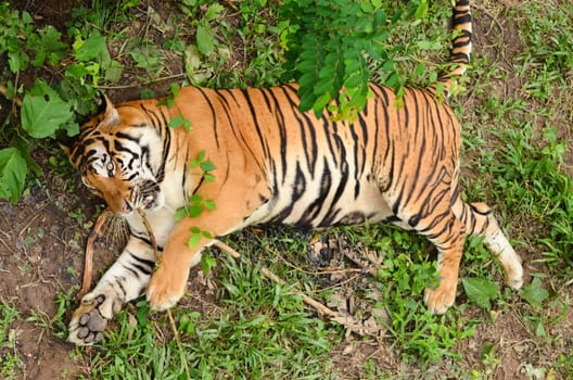 relax behavior of bangal tiger