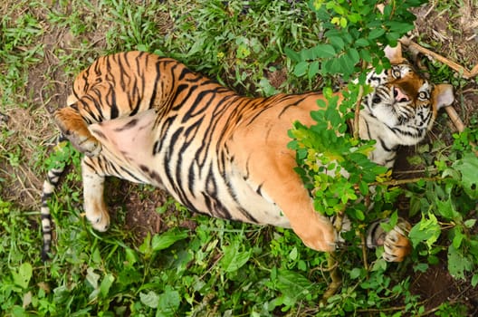 relax behavior of bangal tiger