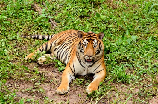 bengal tiger resting in the forest