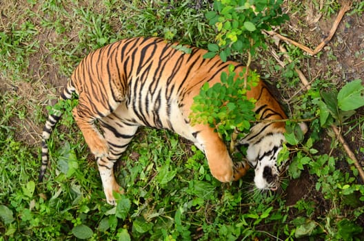 relax behavior of bangal tiger