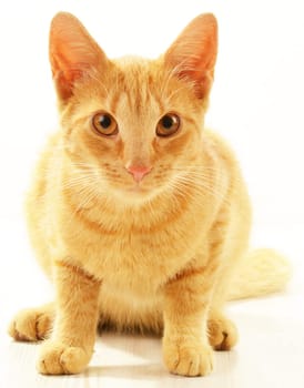 Cat isolated on white