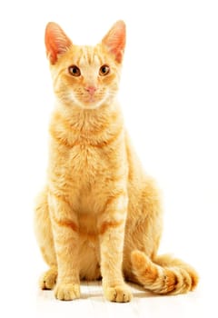 Cat isolated on white