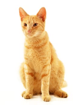Cat isolated on white