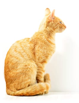 Cat isolated on white
