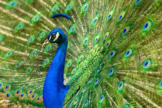 A peacock shows its feathers,with a slightly lateral perspective for spatial depth