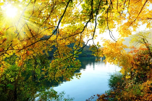 The magical colours of autumn on a riverbank in the sunshine