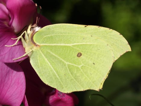 Brimstone