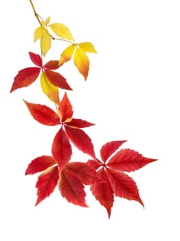 Arrangement of autumn leaves on white,e.g. as an ornament for text or design