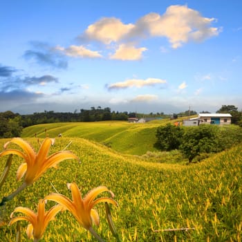 daylily in the mountain with beautiful cloudscape background