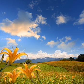 daylily in the mountain with beautiful cloudscape background