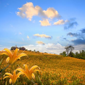 daylily in the mountain with beautiful cloudscape background