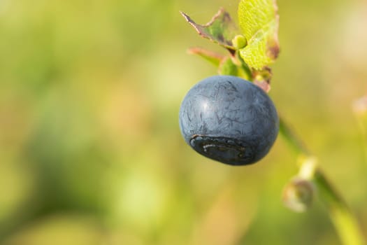 Bilberry in the summer closeup. Macro view.