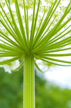 closeup op a giant hogweed plant