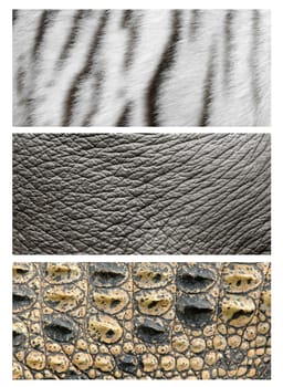 3 style of animals skin