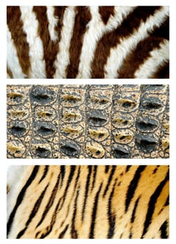 3 style of animals skin