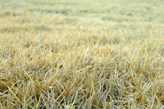 textured of dried grass