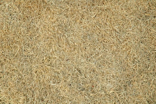textured of dried grass