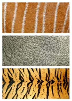 3 style of animals skin
