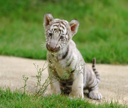 baby white bengal tiger