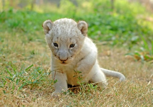 baby lion
