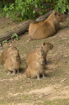 Female capybara with their young