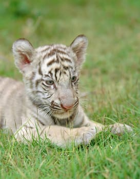 baby white bengal tiger