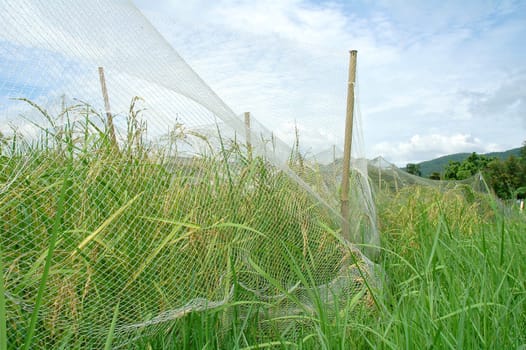 rice field with net cover