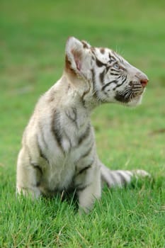 baby white bengal tiger