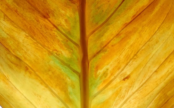 textured of leaf