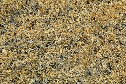 textured of dried grass