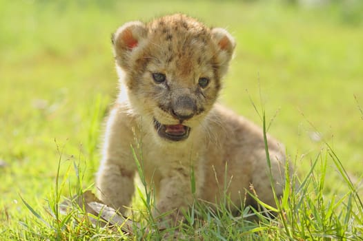 baby white bengal tiger