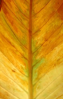 textured of leaf
