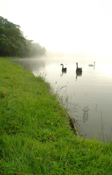 swan in the lake