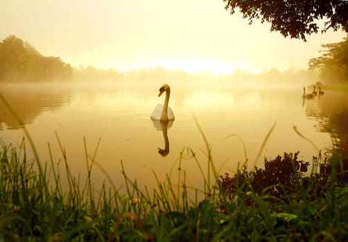 swan in the lake