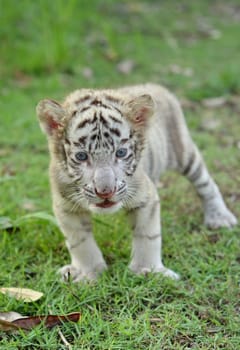 baby white bengal tiger