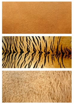 3 style of animals skin