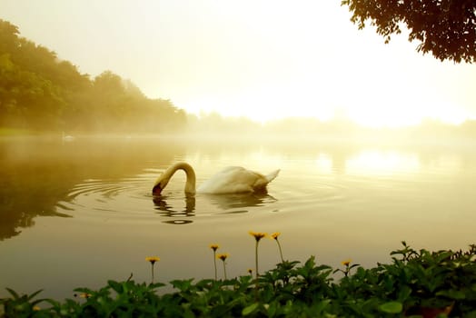 swan in the lake