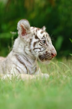 baby white bengal tiger