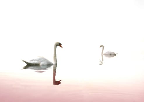 swan in the lake
