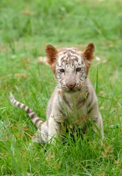 baby white bengal tiger