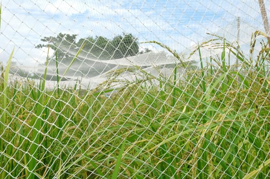 rice field with net cover