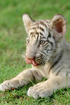 baby white bengal tiger