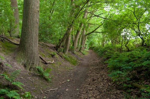 small uncultivated footpath in a dutch forest