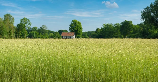 wheat field with a typical house in the background