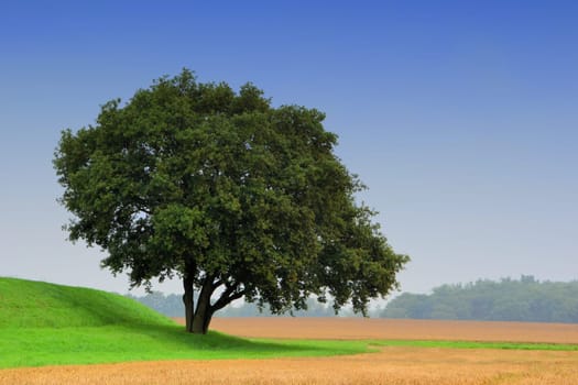 Landscape