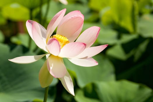 Indian lotus flower,exotic plant in nature