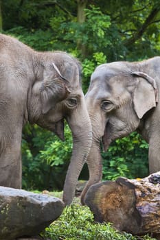 Female Asian elephants or Elephas maximus - vertical