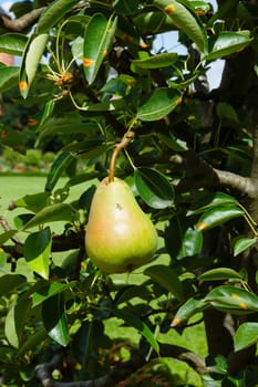 Pear branch