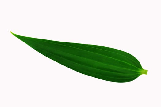 Fresh green leaf on white isolated background. Green young leaf from ficus on white background. Ecology concept.