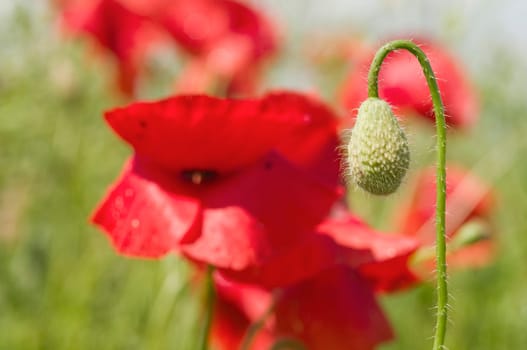 Close-up of a poppy flower against blurred green background